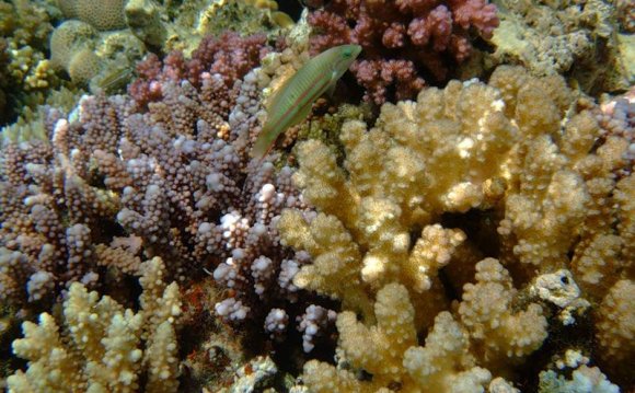 Отдых на Красном Море Отзывы