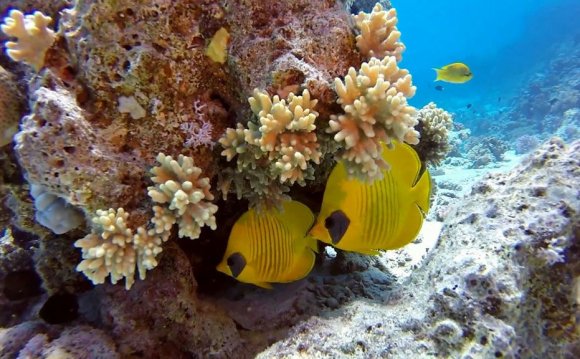 Отдых в Израиле на Красном Море Отзывы